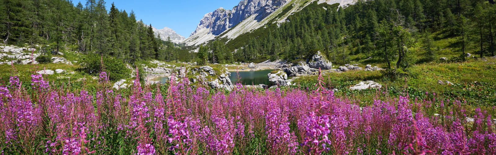 Bus_Slovenie_Header