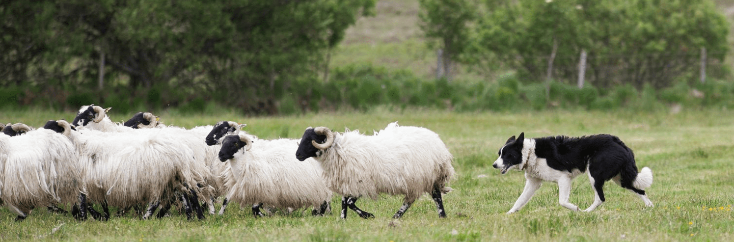 Schapen-min-e1750248651290